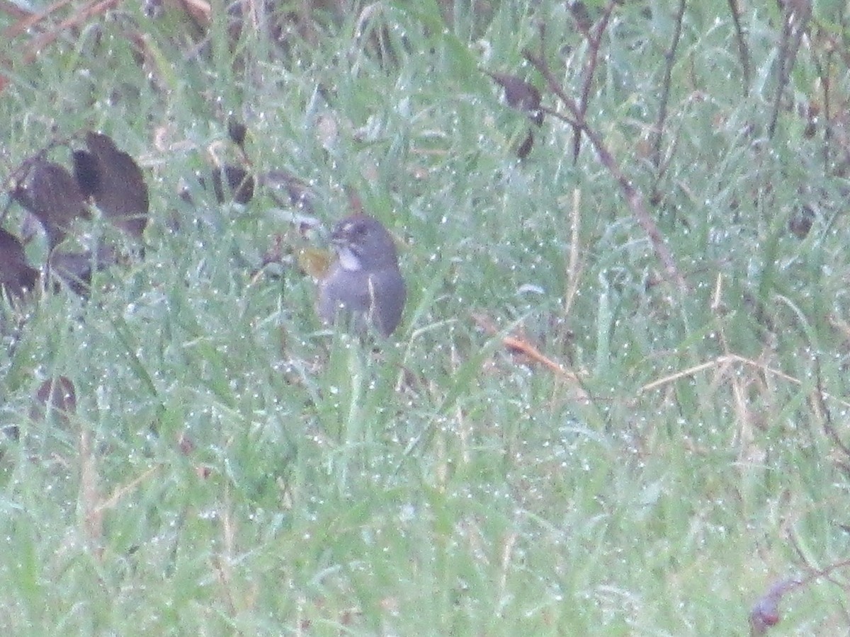 Green-tailed Towhee - Caleb Helsel