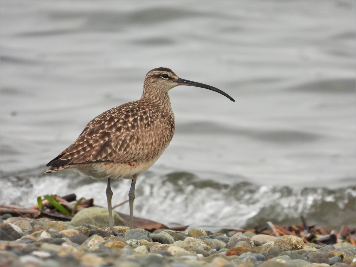 Regenbrachvogel - ML618498309