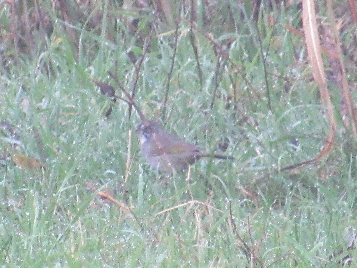 Green-tailed Towhee - ML618498313