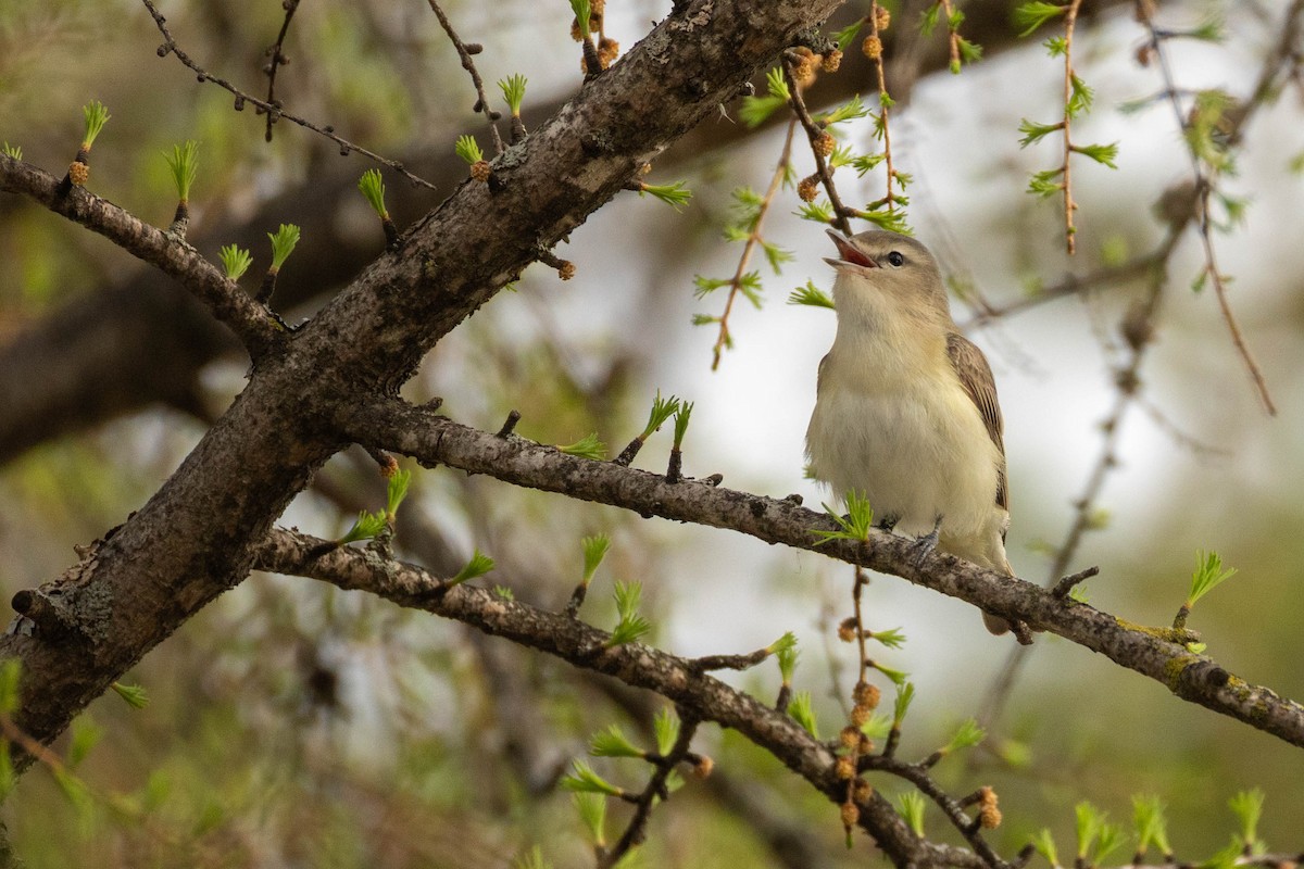 Warbling Vireo - ML618498316