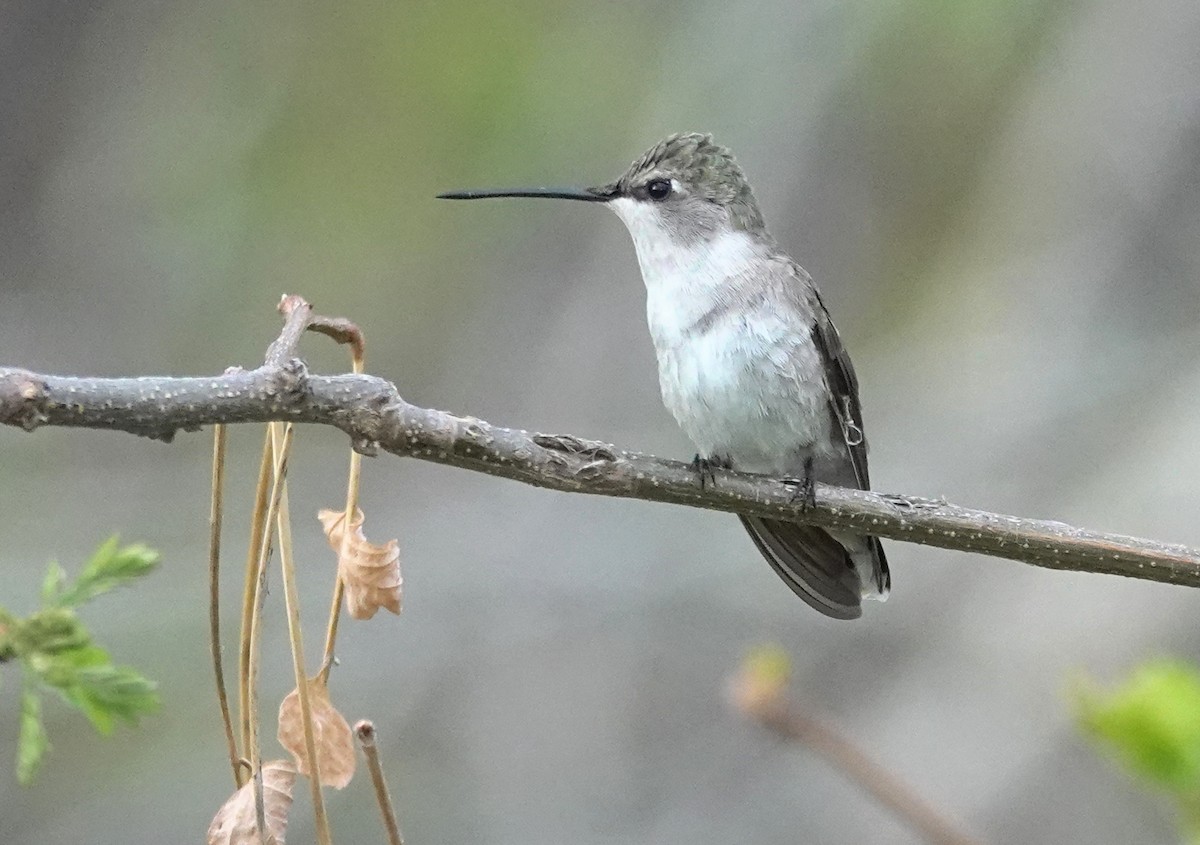 Colibrí Gorjinegro - ML618498327