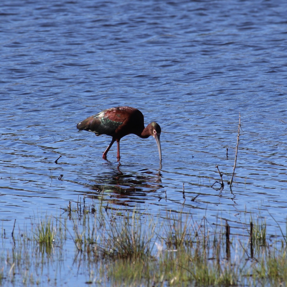 White-faced Ibis - Laurie Johnson