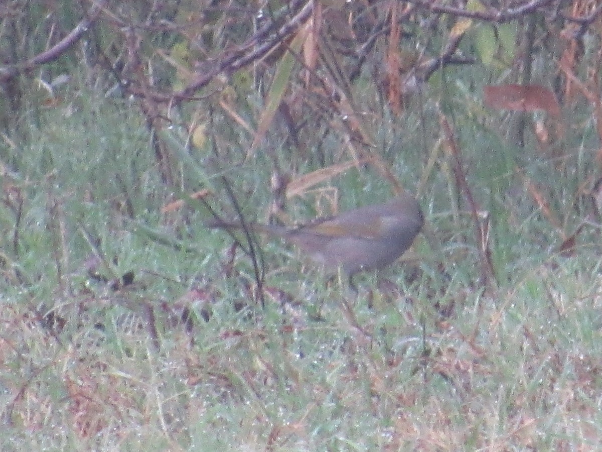 Green-tailed Towhee - ML618498338