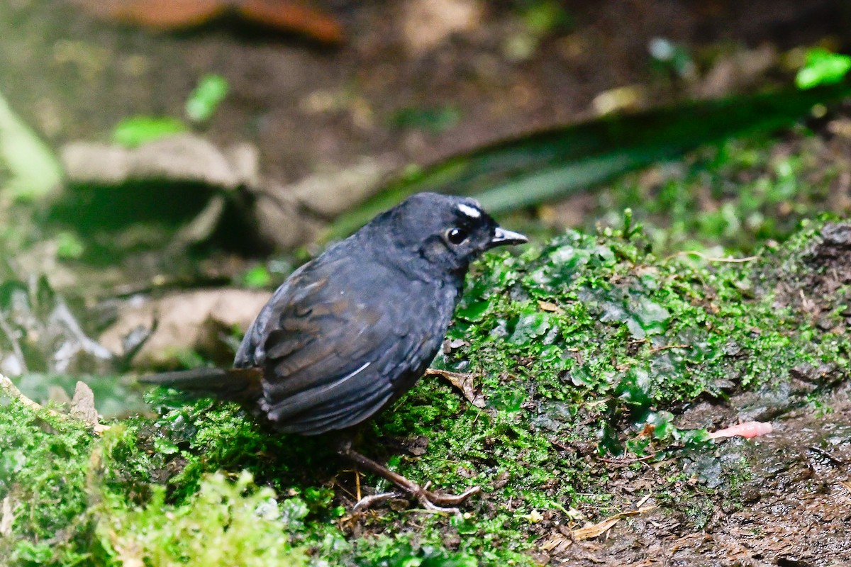 White-crowned Tapaculo - Ross Bartholomew