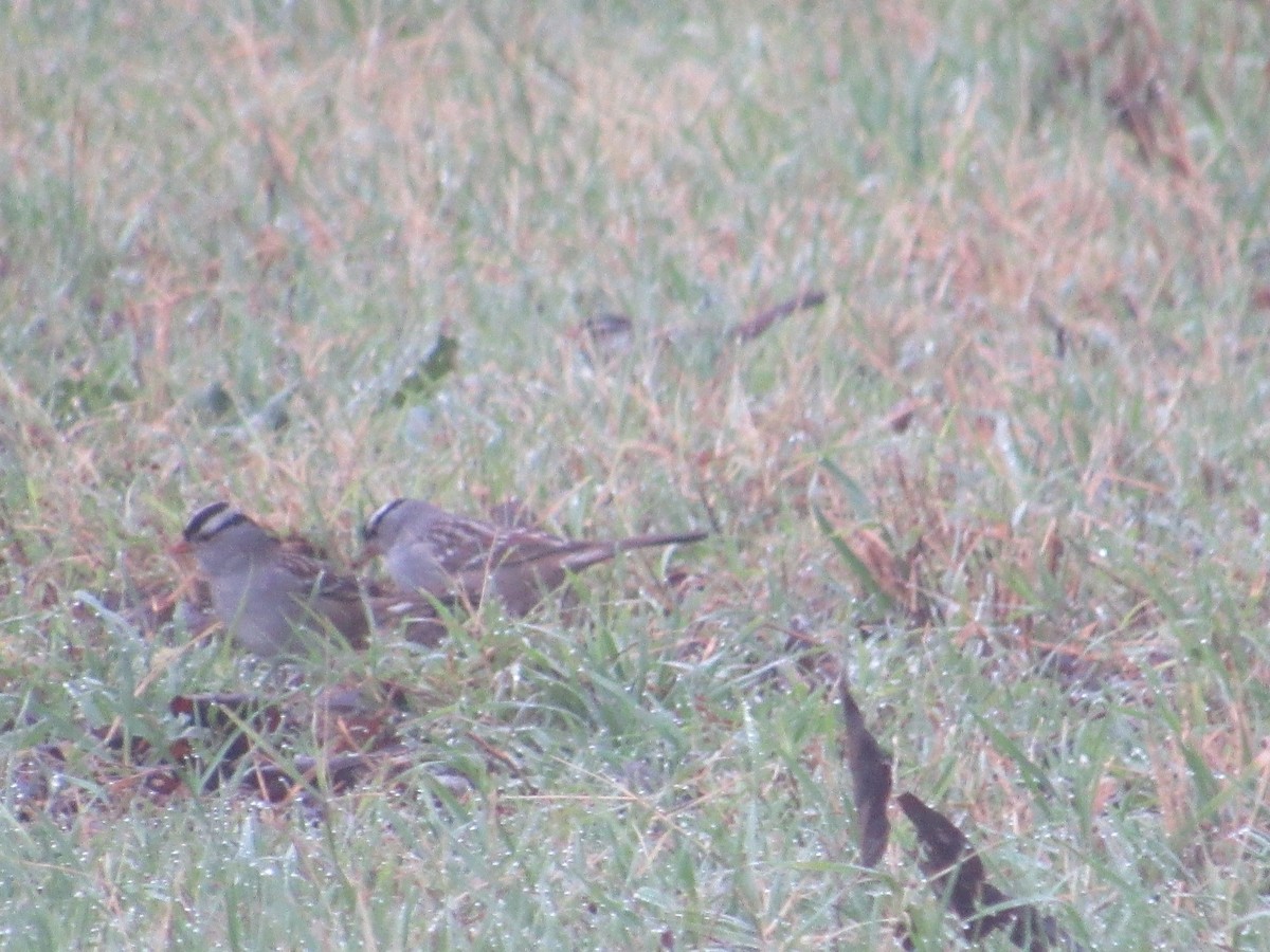 White-crowned Sparrow - ML618498353