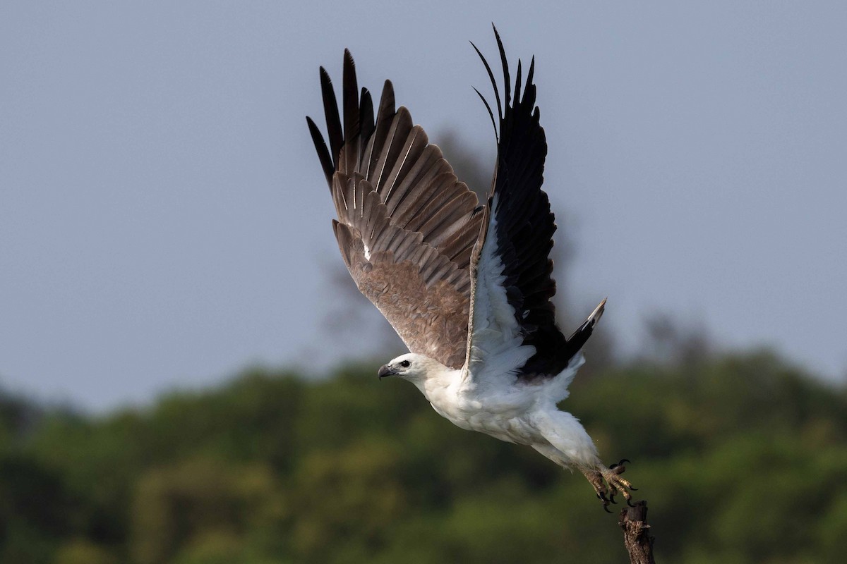 White-bellied Sea-Eagle - Samanvitha Rao