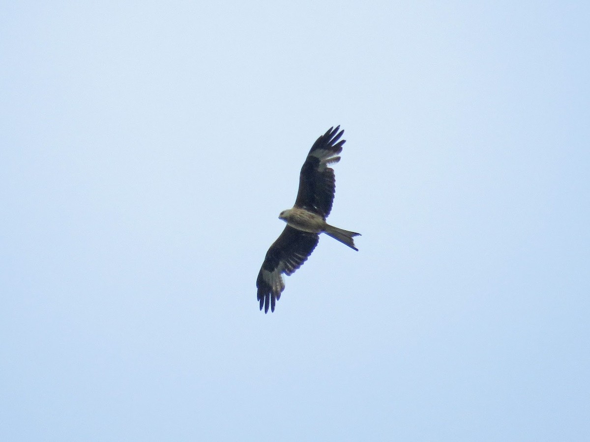 Red Kite - David Campbell