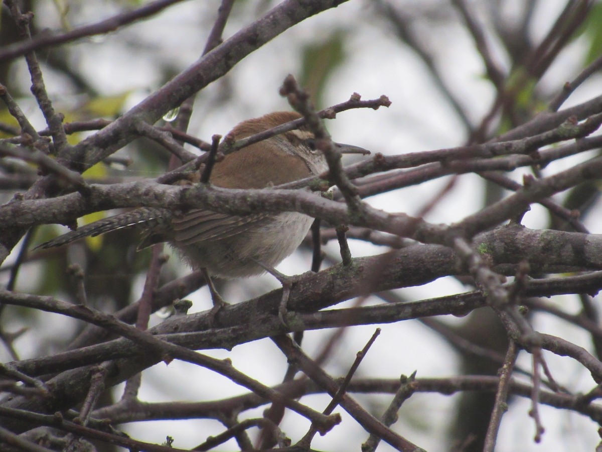 Bewick's Wren - Caleb Helsel