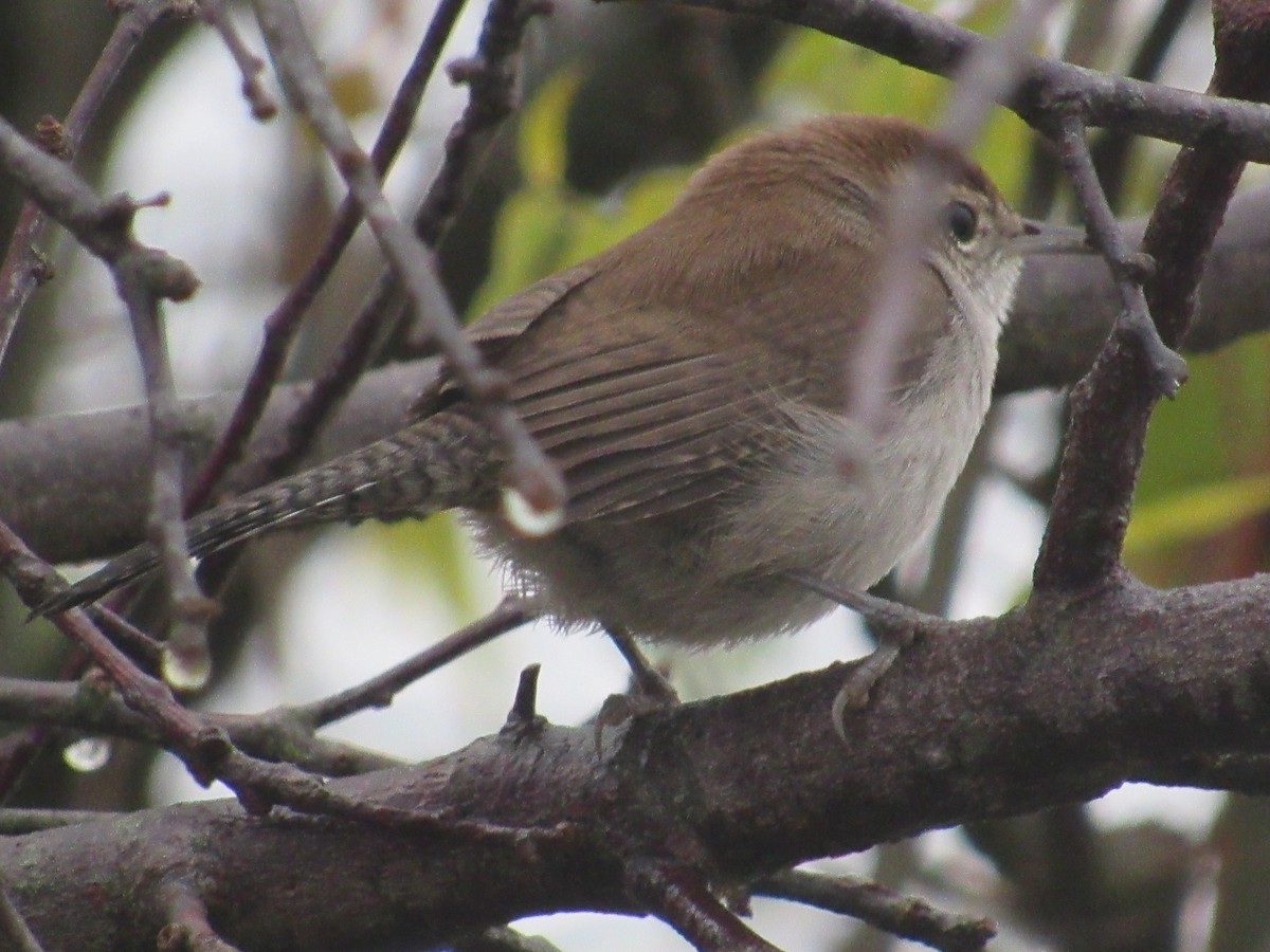 Bewick's Wren - ML618498376