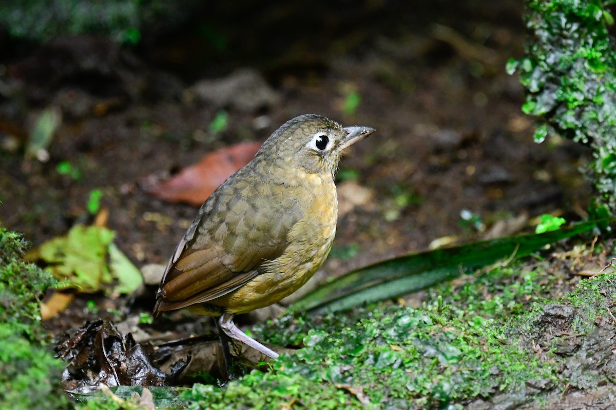 Plain-backed Antpitta - Ross Bartholomew