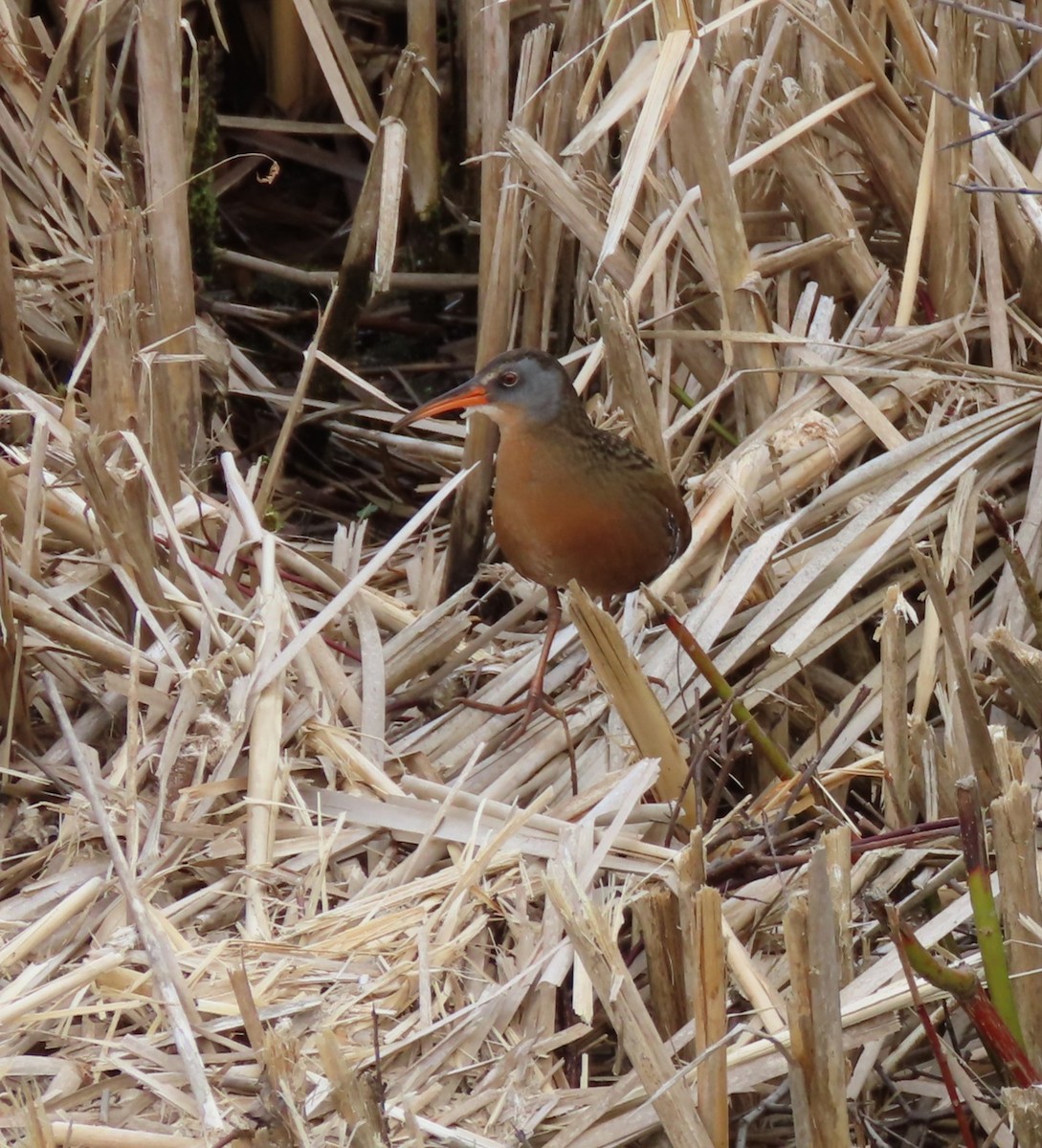 Virginia Rail - Julie Laverdiere