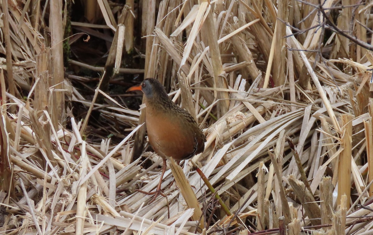 Virginia Rail - Julie Laverdiere