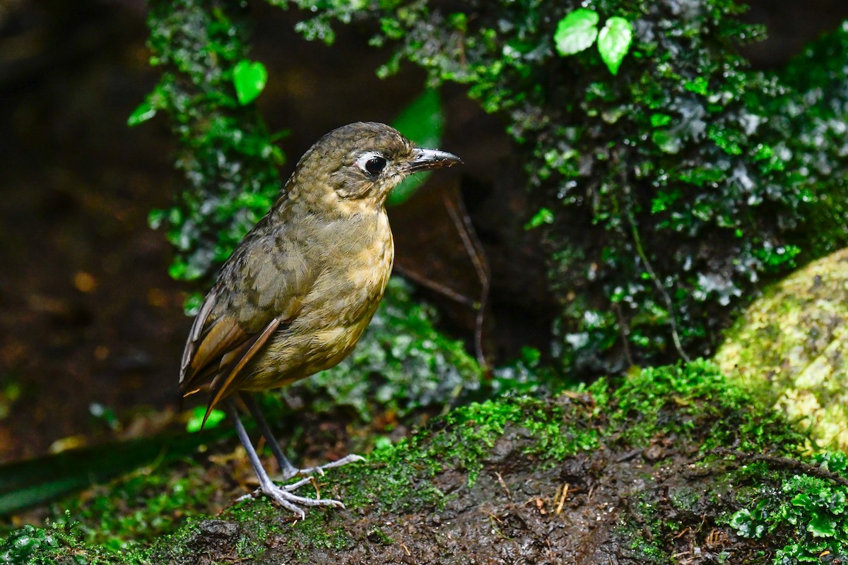 Plain-backed Antpitta - Ross Bartholomew