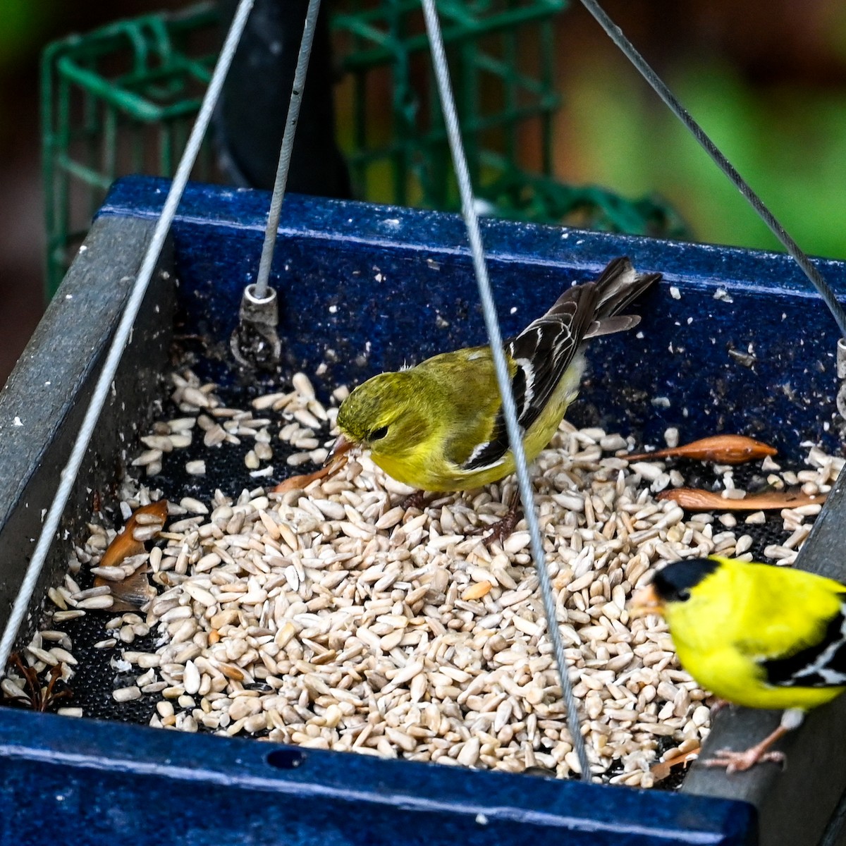 American Goldfinch - ML618498398