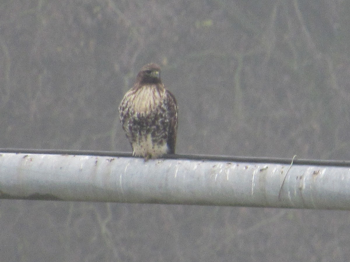 Red-tailed Hawk - ML618498403