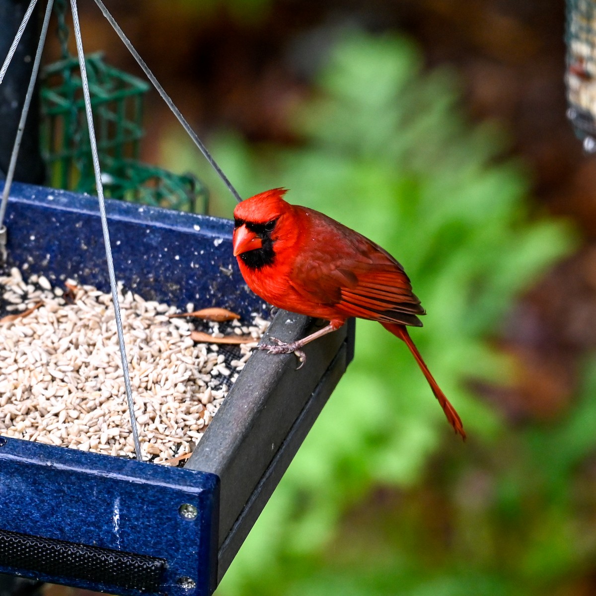 Northern Cardinal - ML618498422