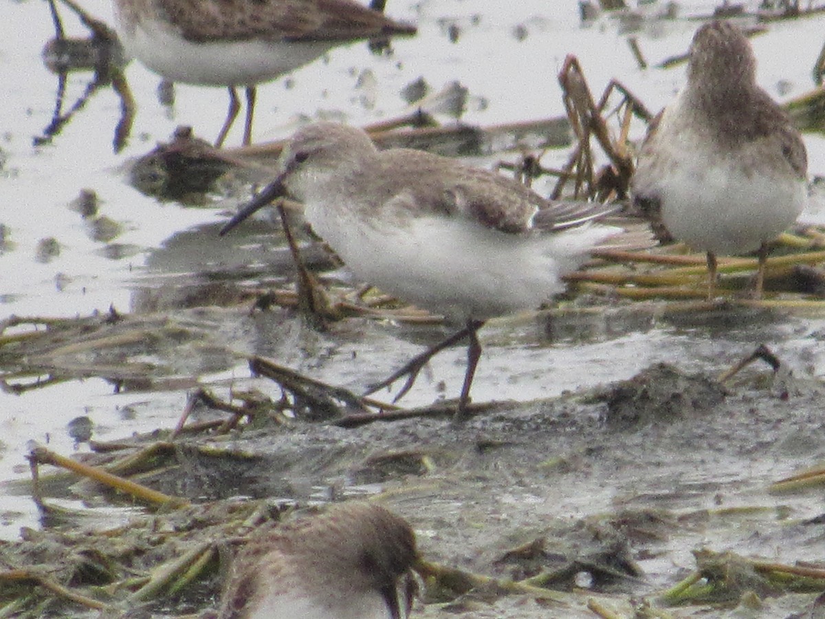 Western Sandpiper - ML618498439