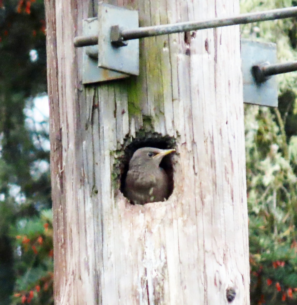 European Starling - ML618498440