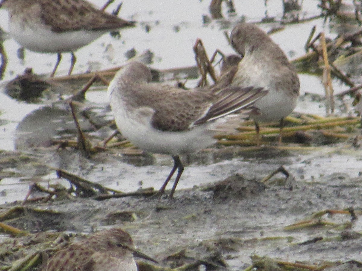 Western Sandpiper - ML618498441