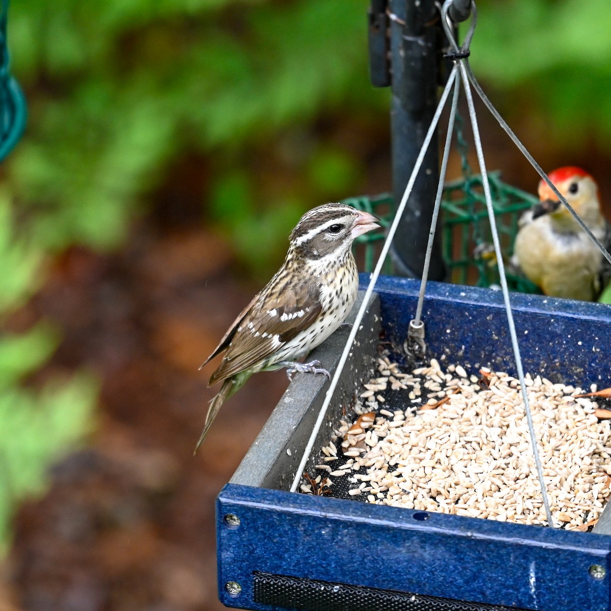 Rose-breasted Grosbeak - ML618498443