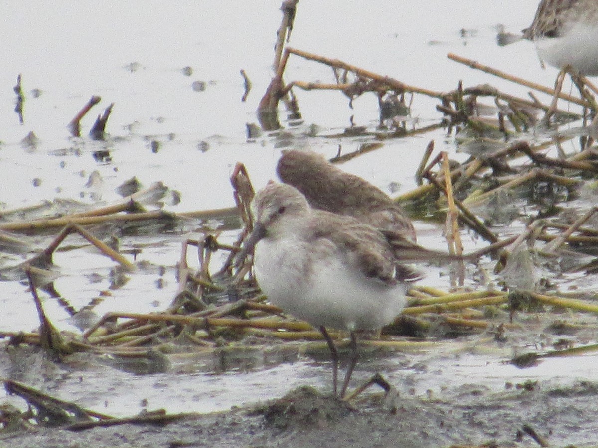 Western Sandpiper - ML618498451