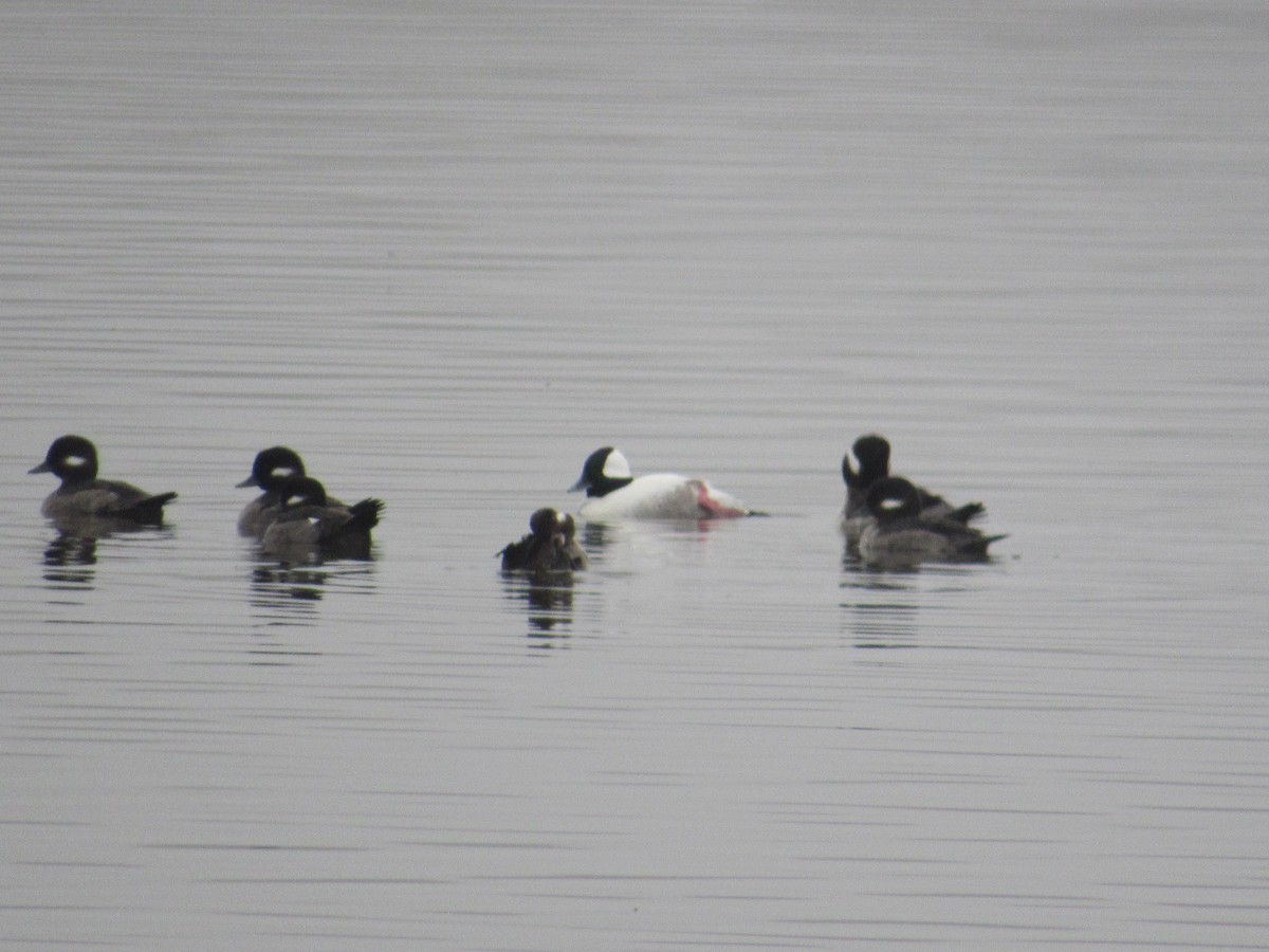 Bufflehead - Caleb Helsel