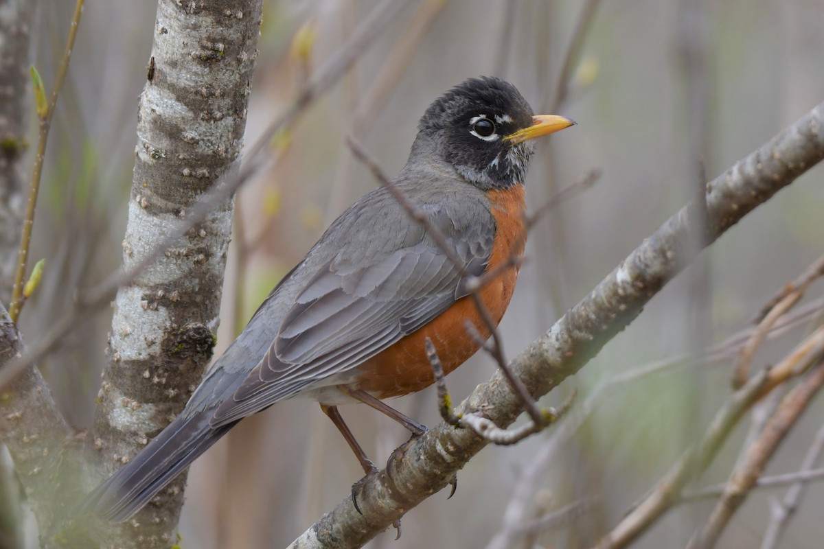 American Robin - Kelly Kirkpatrick