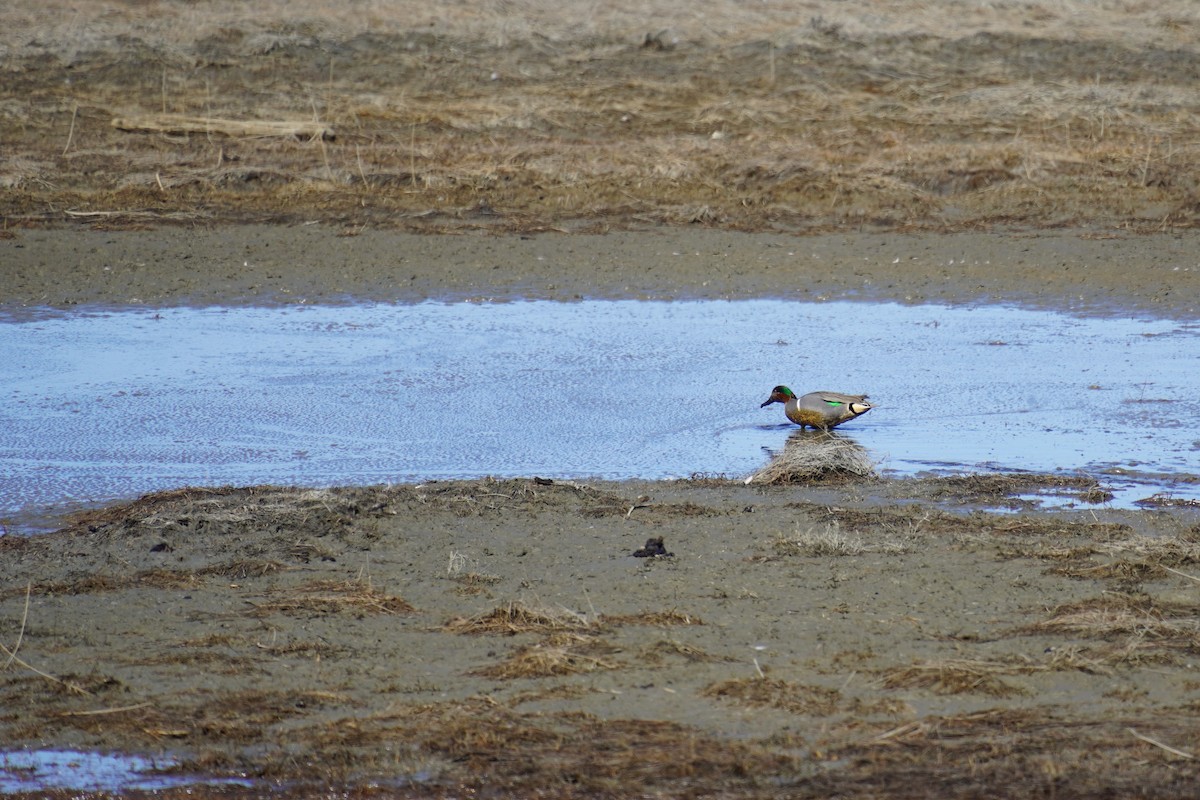 Green-winged Teal - ML618498471