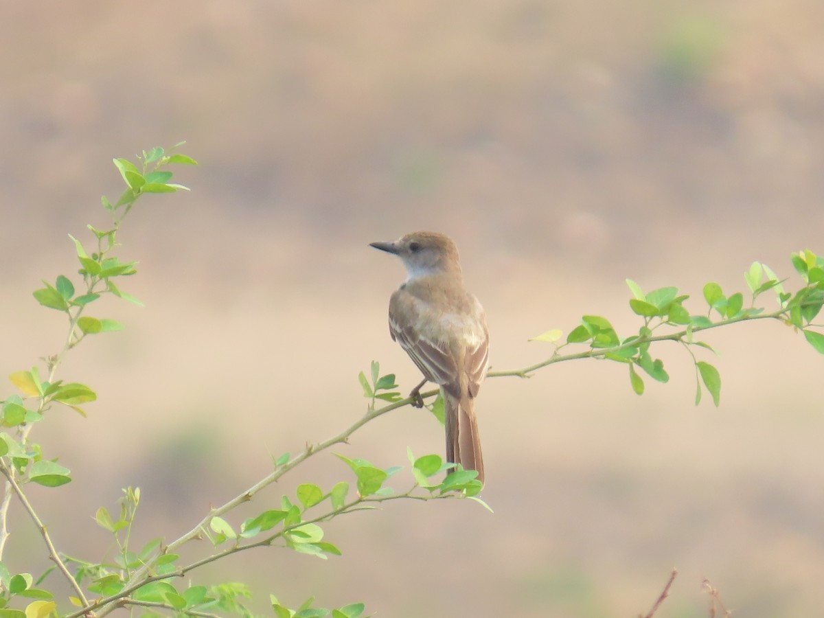 Brown-crested Flycatcher - ML618498479