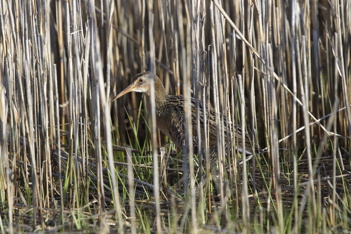 Clapper Rail - ML618498516