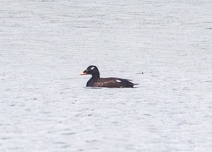 White-winged Scoter - John Good