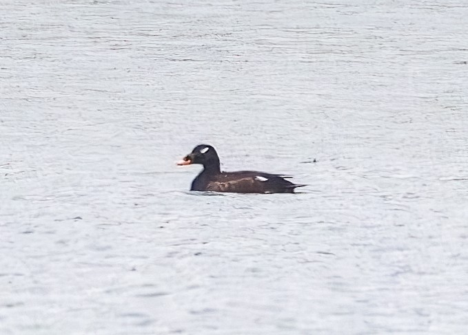 White-winged Scoter - ML618498520