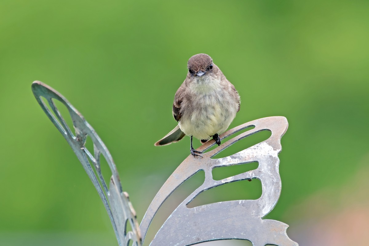 Eastern Phoebe - Jim Easton