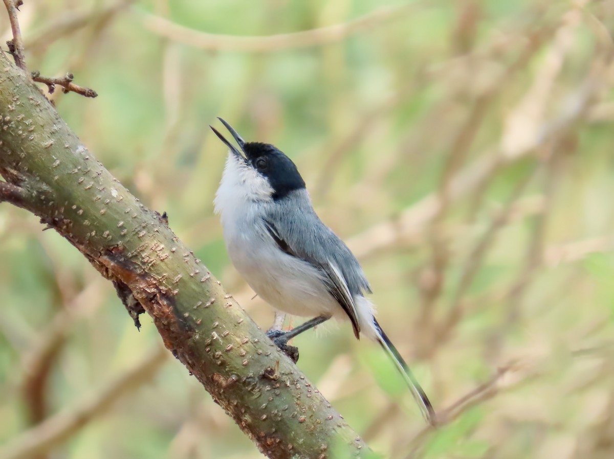 White-lored Gnatcatcher - Romel Romero