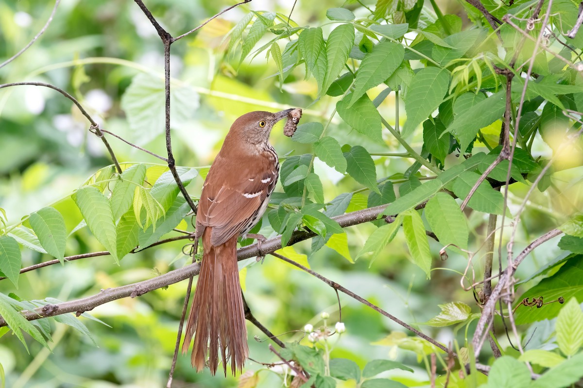 Brown Thrasher - Jim Easton