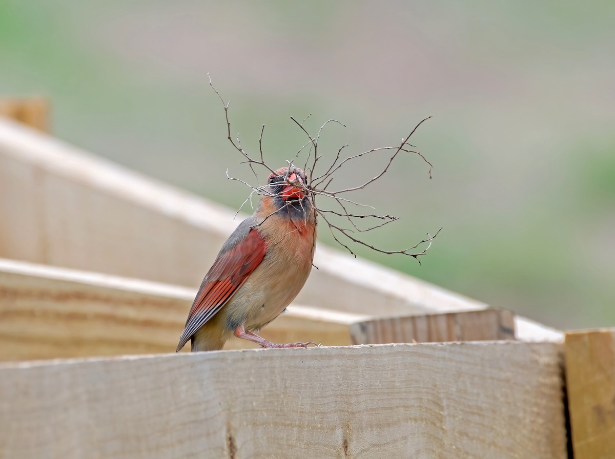 Northern Cardinal - Jim Easton