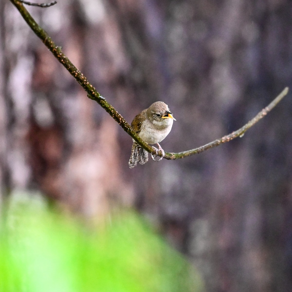 House Wren (Northern) - ML618498568