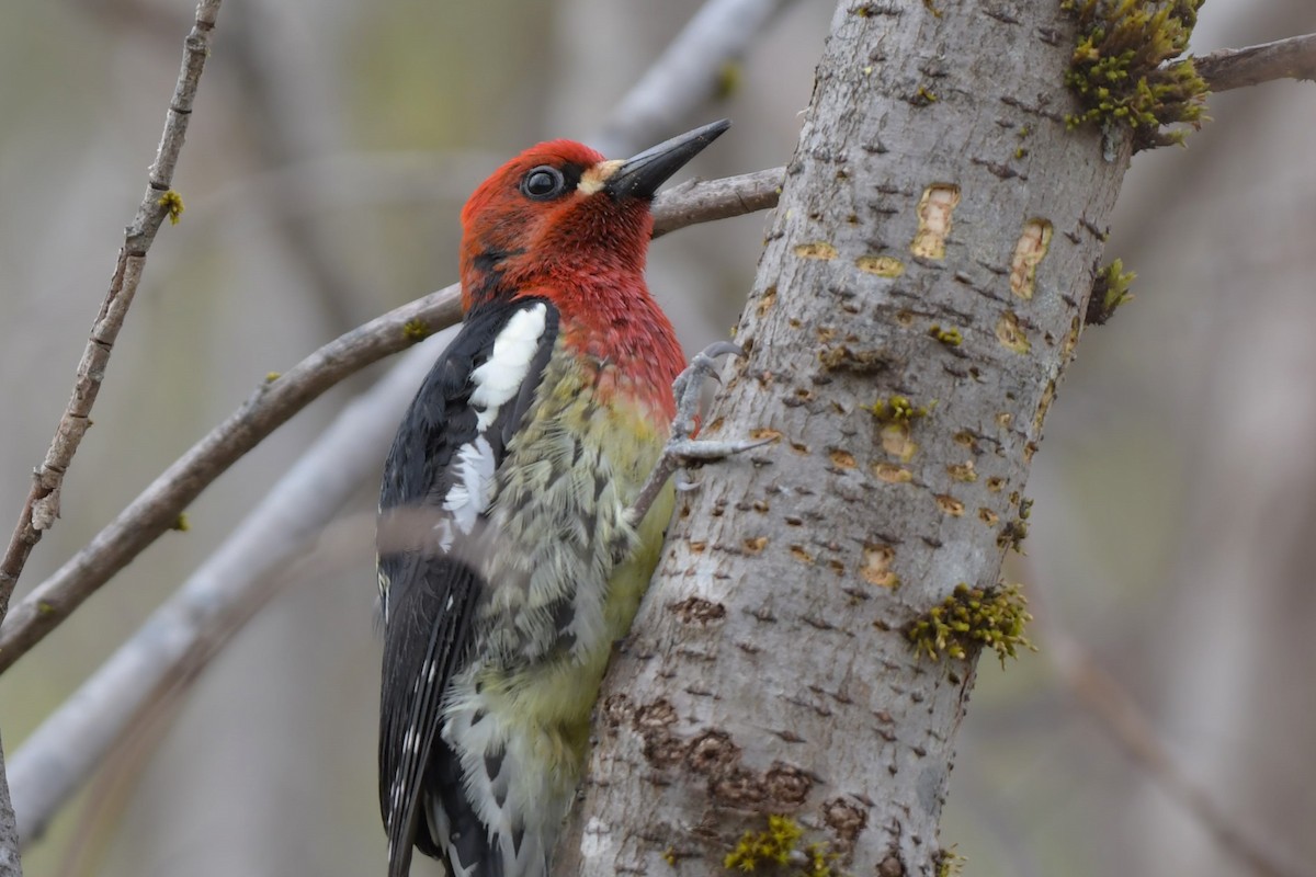 Red-breasted Sapsucker - ML618498581