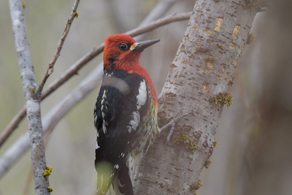 Red-breasted Sapsucker - ML618498582