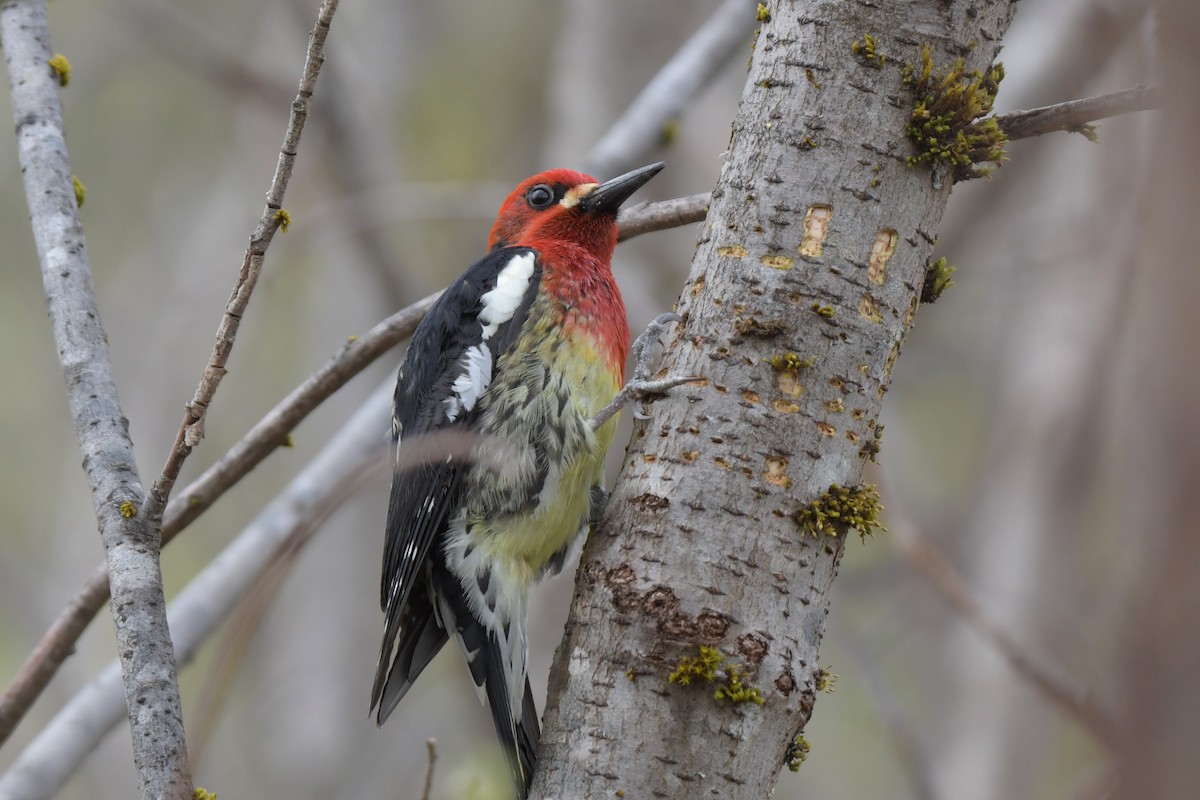 Red-breasted Sapsucker - Kelly Kirkpatrick