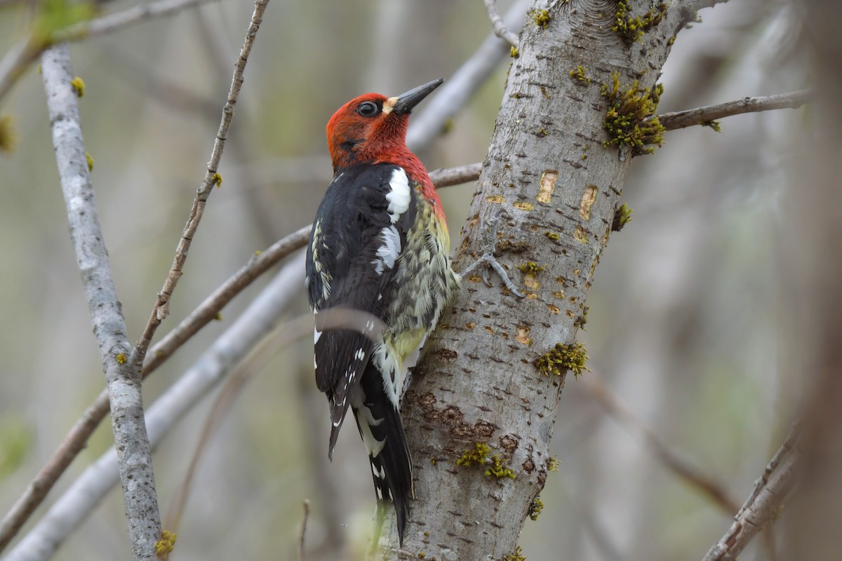 Red-breasted Sapsucker - ML618498584