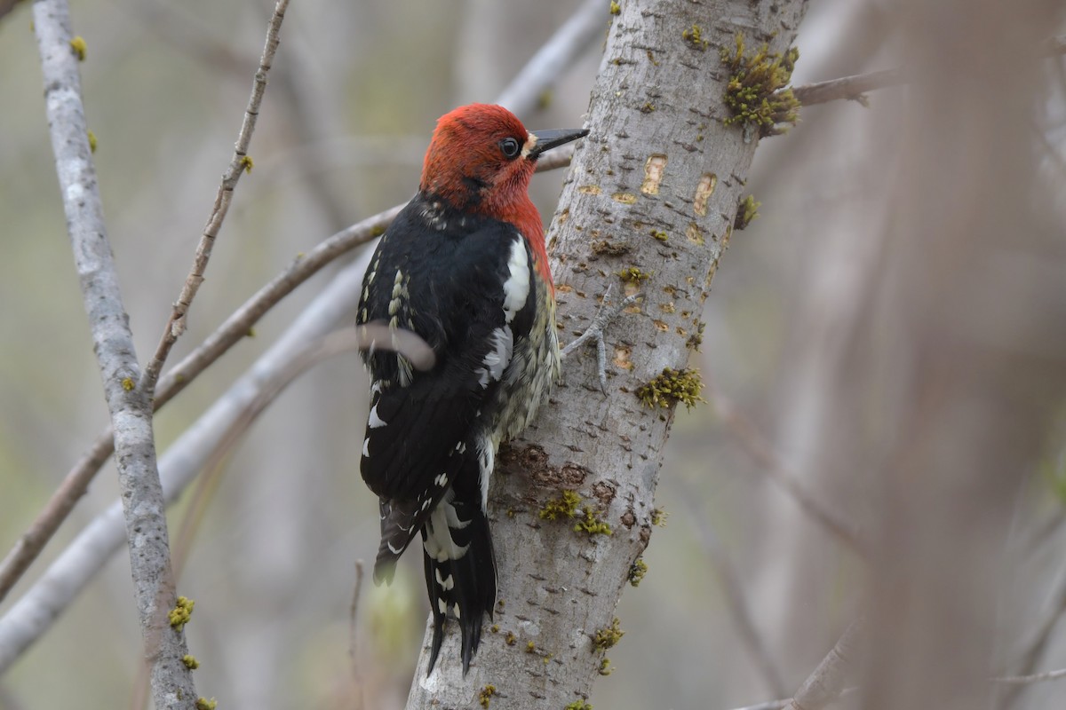 Red-breasted Sapsucker - ML618498585