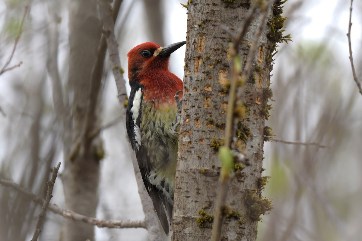 Red-breasted Sapsucker - ML618498586