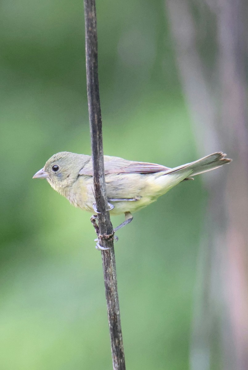 Painted Bunting - Juan Aguayo