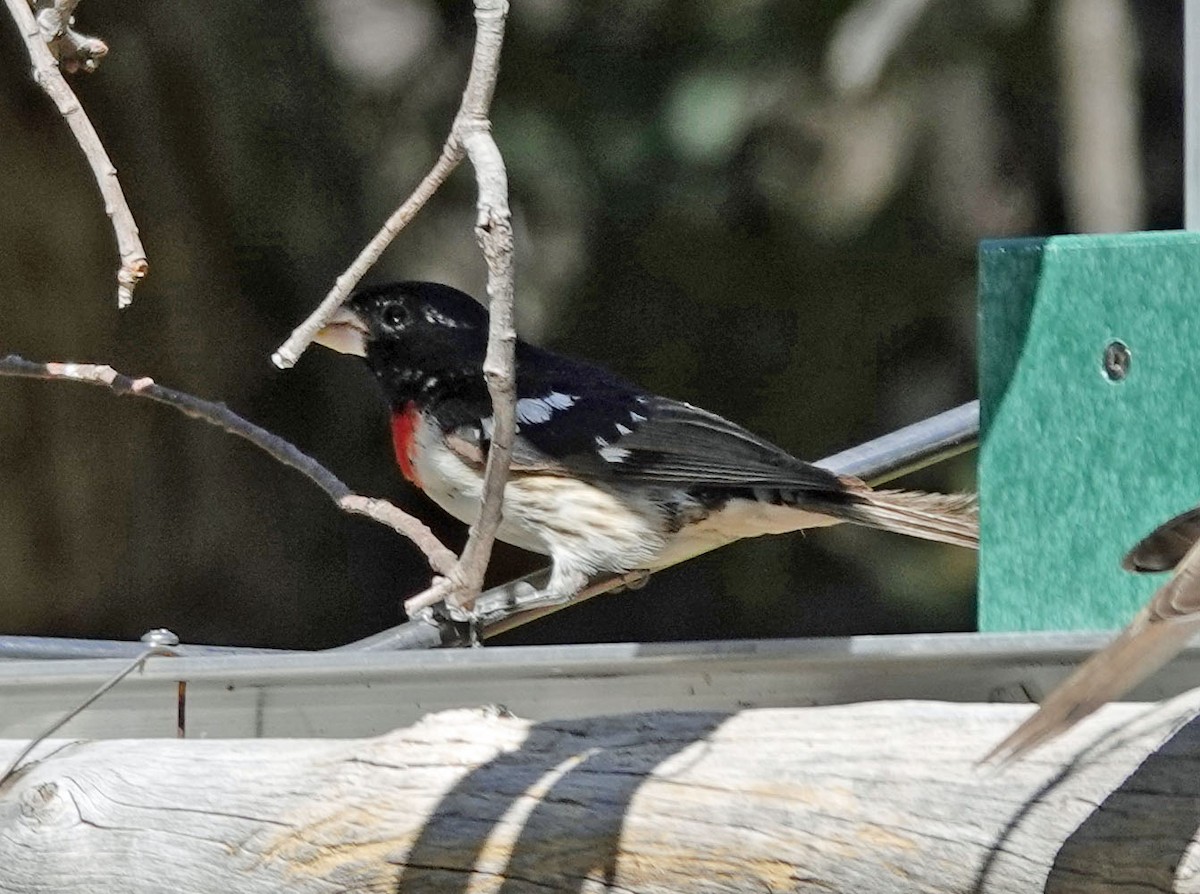 Rose-breasted Grosbeak - Cathy Beck