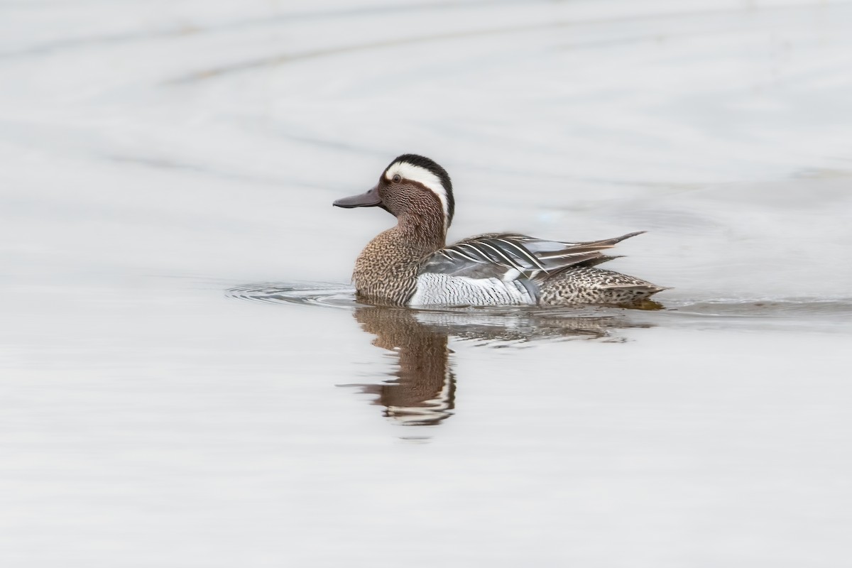 Garganey - ML618498615