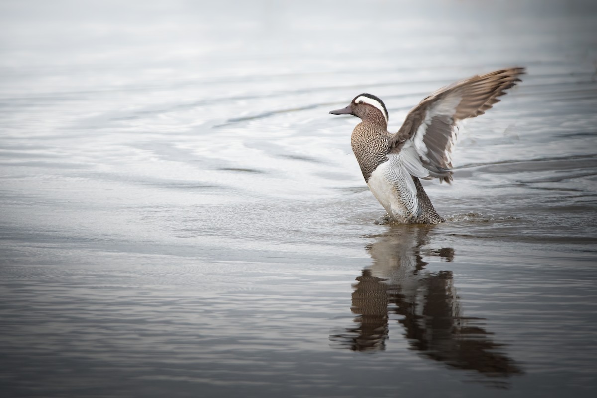 Garganey - ML618498617