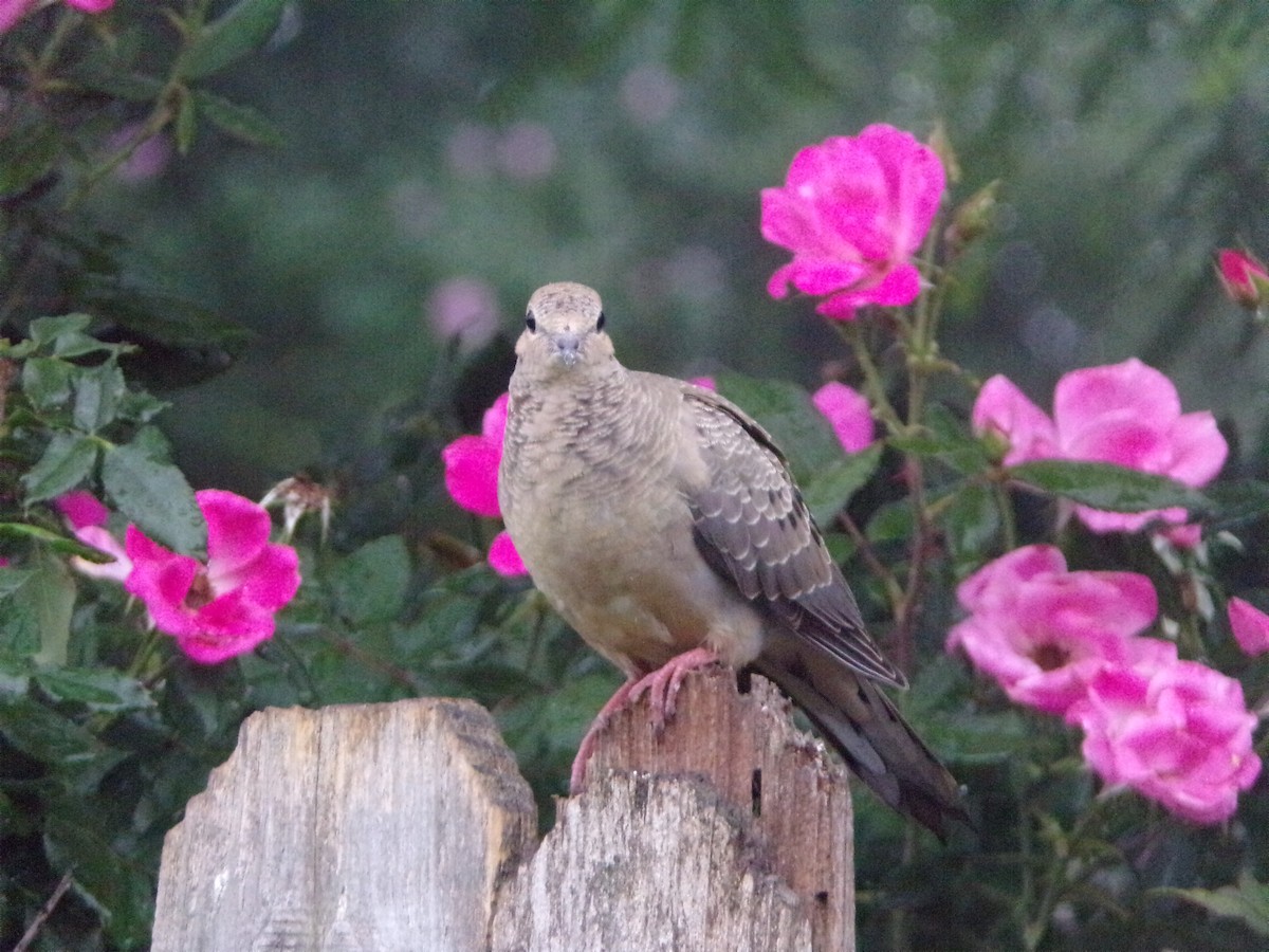 Mourning Dove - Texas Bird Family