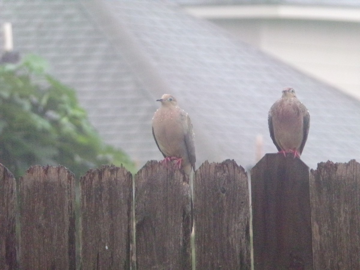 Mourning Dove - Texas Bird Family