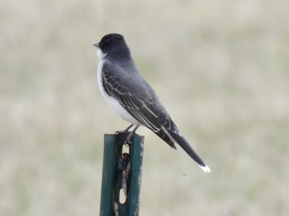 Eastern Kingbird - ML618498653